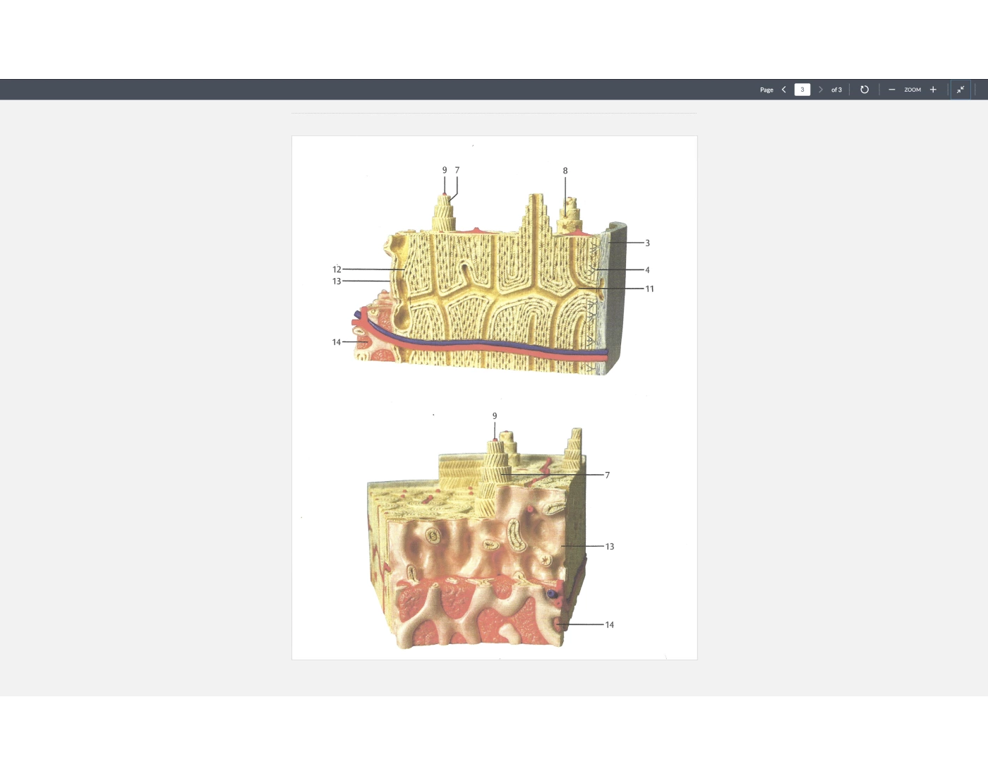 Free Bone Pattern Bone structure part 2 — Printable Worksheet