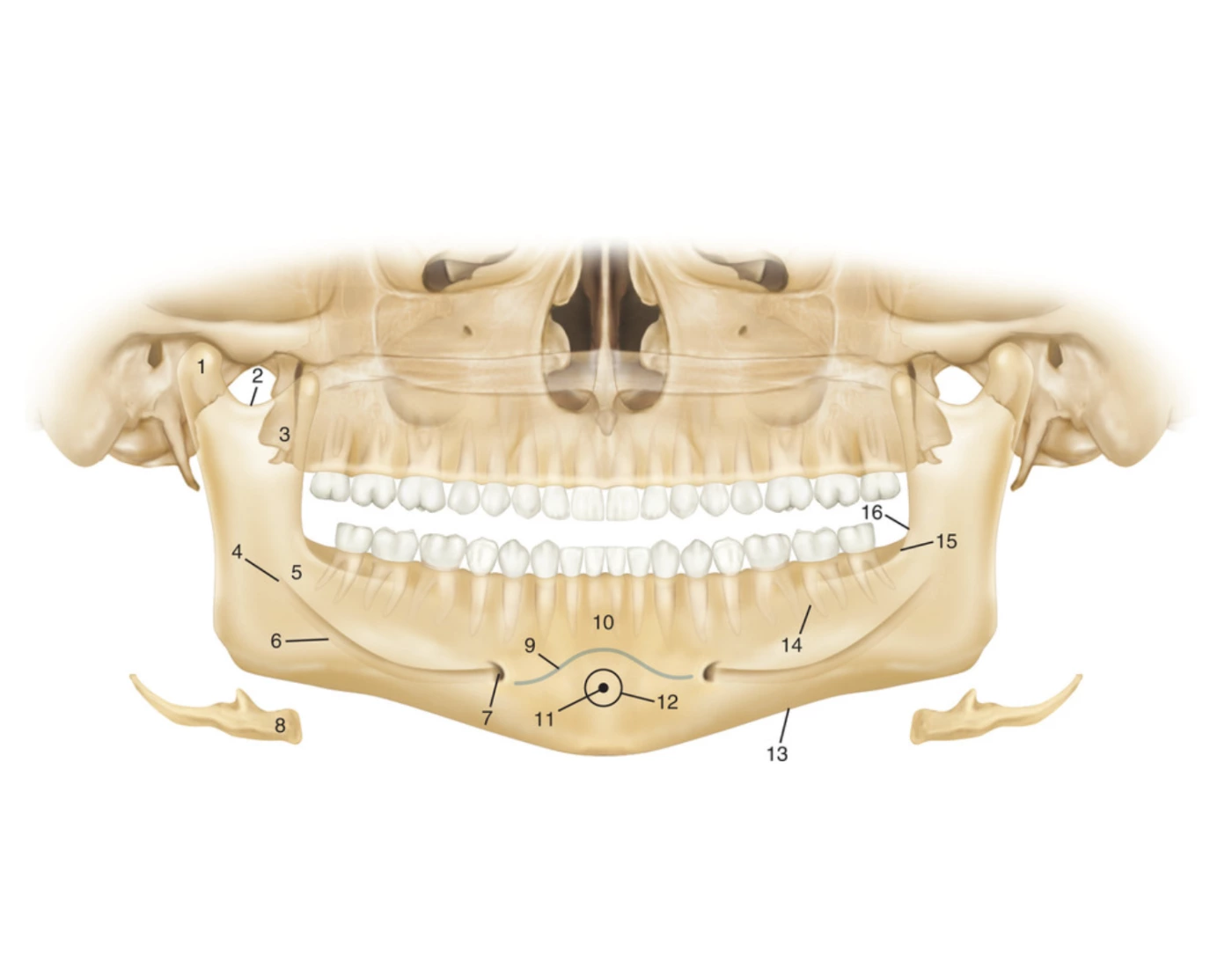 Digective System Worksheet Dental Anatomy - Mandibular — Printable Worksheet
