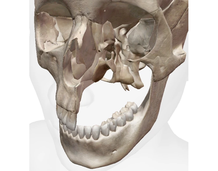 Lymph System Worksheet facial skeleton quiz — Printable Worksheet