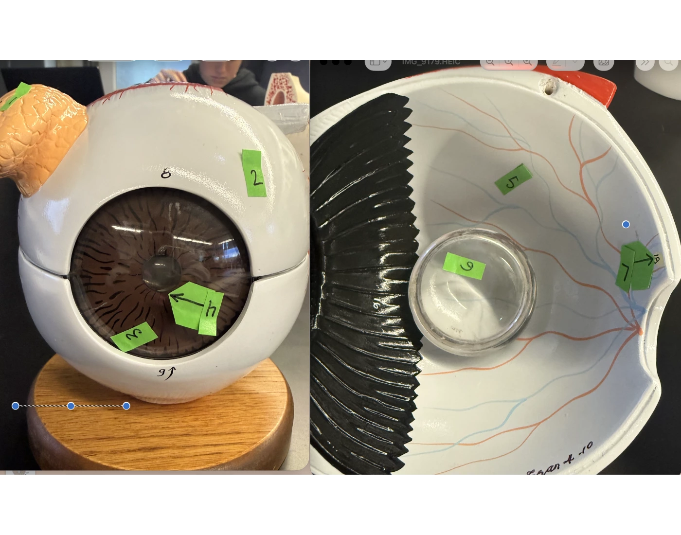 Eye Model For Lab eye model 1 — Printable Worksheet