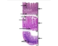 Digective System Worksheet Small intestine histology (digestive system) — Printable Worksheet