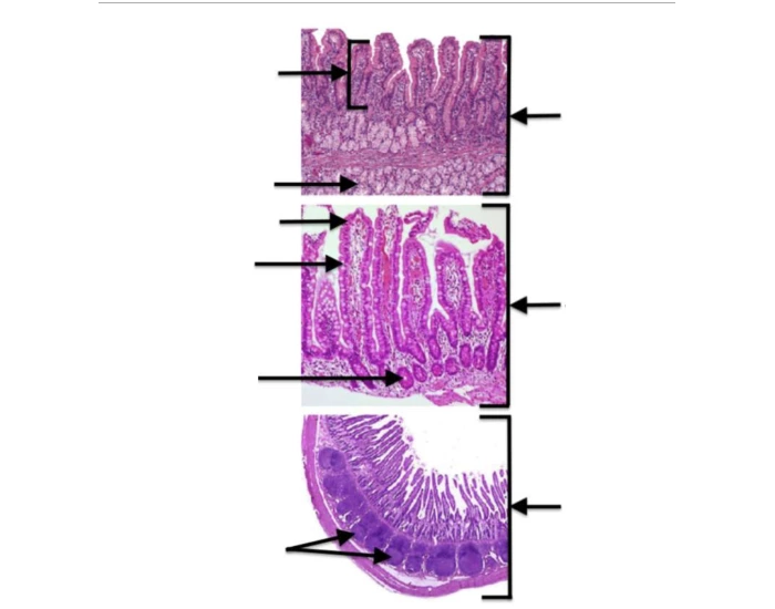 Digective System Worksheet Small intestine histology (digestive system) — Printable Worksheet