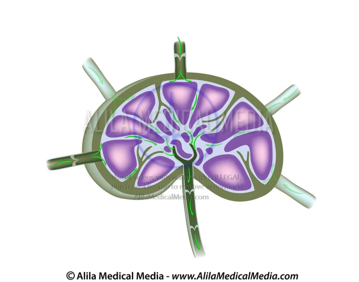 Digective System Worksheet anatomy of lymphatic node — Printable Worksheet