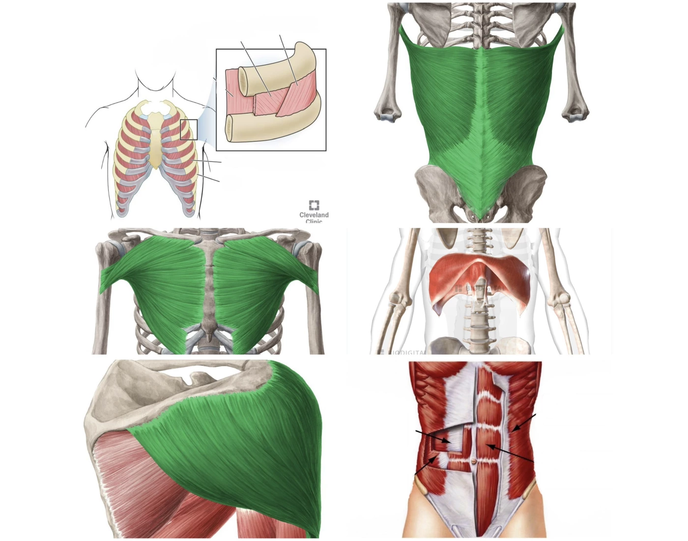 Muscles Not Labelled Trunk shoulder muscles Quiz