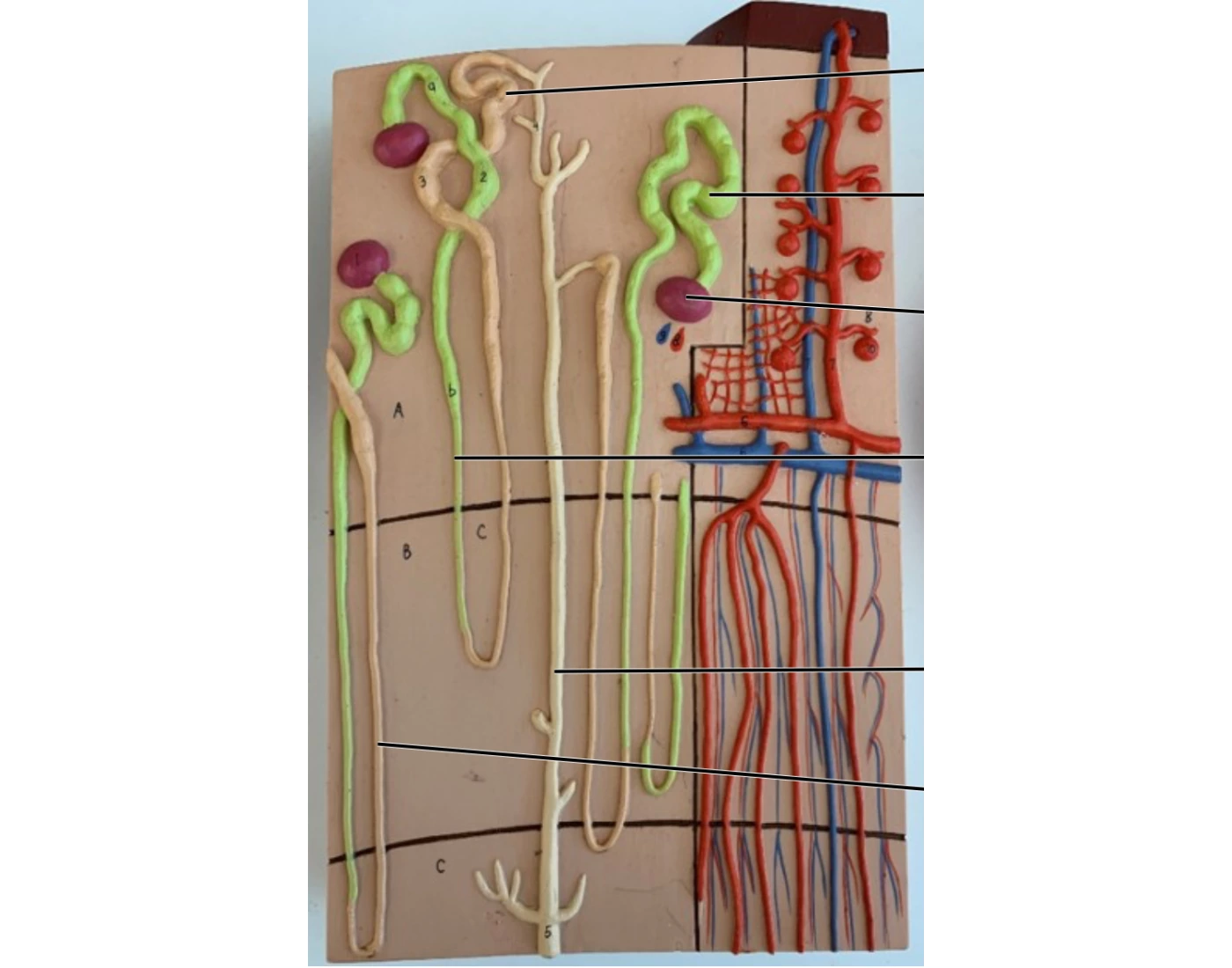 Micro Video Games Micro-Anatomy of Kidney — Udskrivbart Arbejdsark