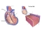 Earth Rotation Adding Day Anatomy of the Heart #1 Quiz