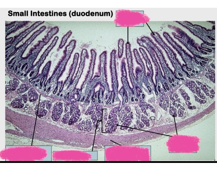 Different Intestines Small Intestines Histology Quiz