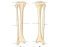 Os Rulna BIO201 LAB tibia and fibula Quiz