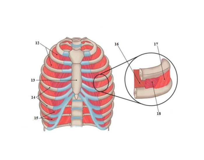 Muscles Not Labelled Intercostal Muscles - Labeling Quiz