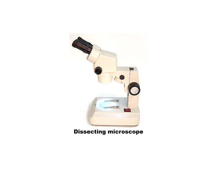 Microscope Labeling Without Labels Microscope Diagram Without Labels