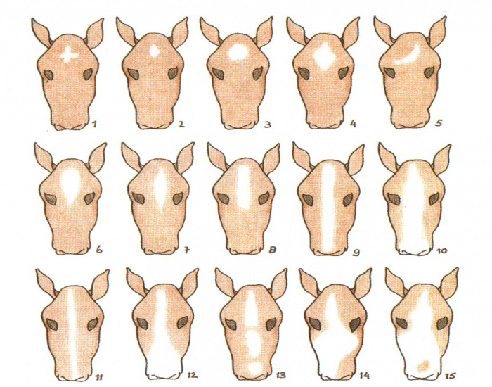 Horse Facial Markings Chart horse-facial-markings-chart