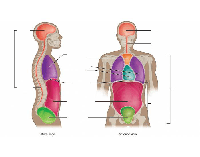 Body Cavities Playlist body-cavities-playlist