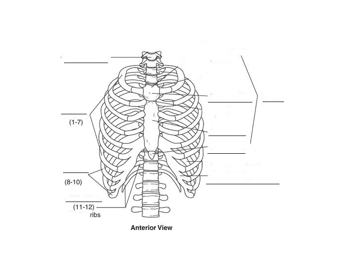 Identify the bone of the Rib Cage — Printable Worksheet