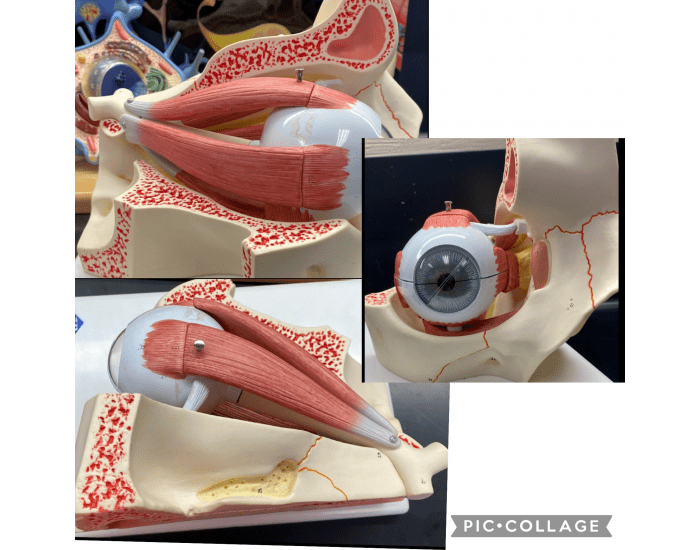 Eye Model For Lab Eye model muscles (small model) — Udskrivbart Arbejdsark