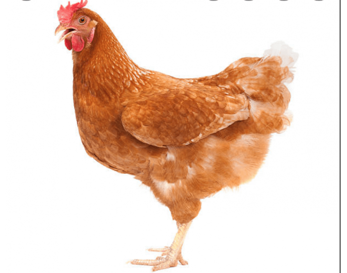 Poultry Terminology Worksheet.pdf Poultry Terminology — Printable Worksheet