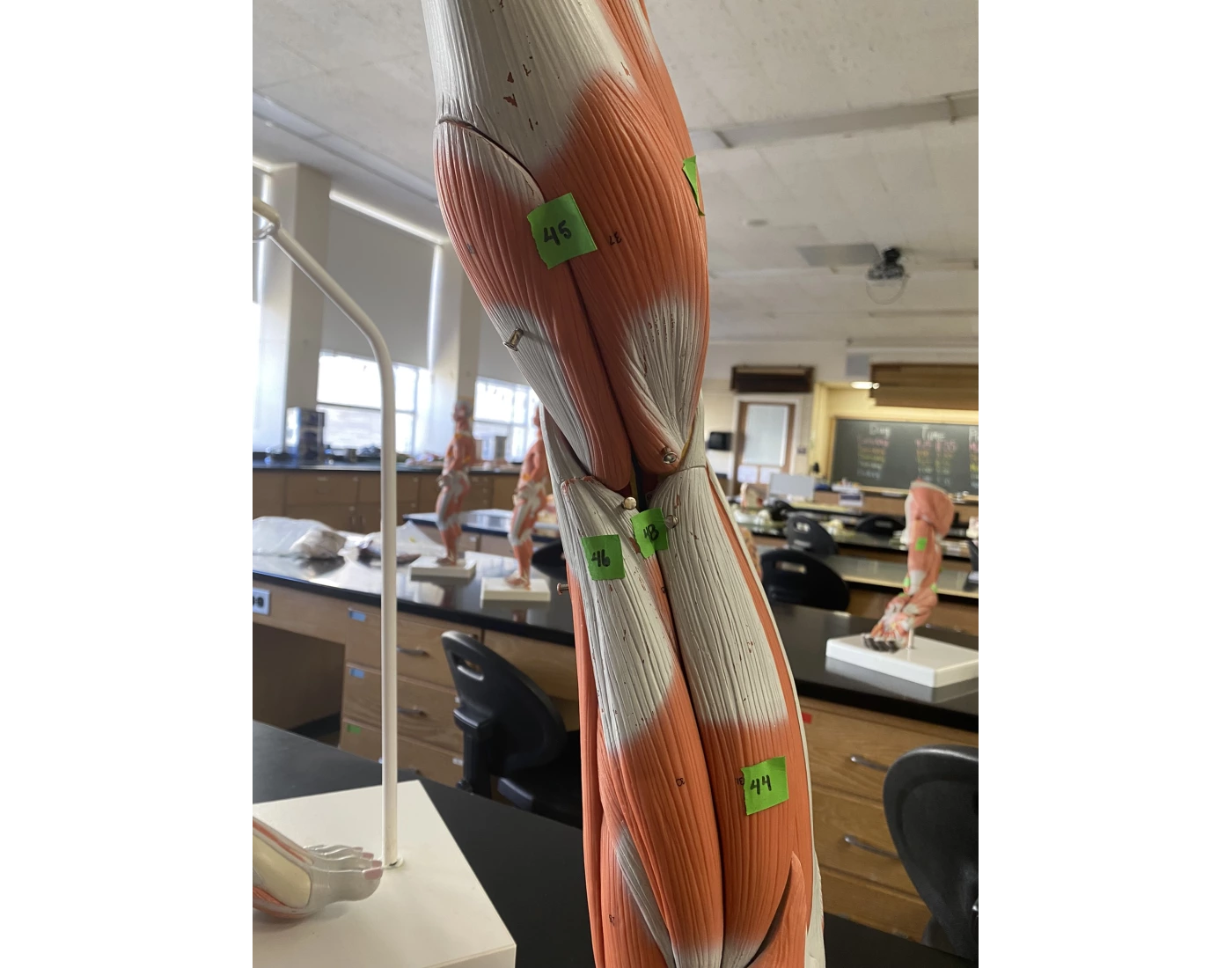 Hamstring and Superficial Calf — Printable Worksheet