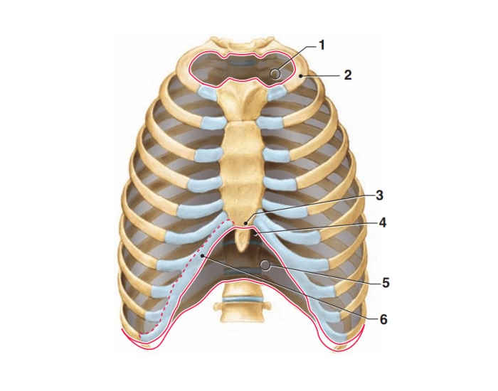 Rib Cage, chest Anatomy — Printable Worksheet